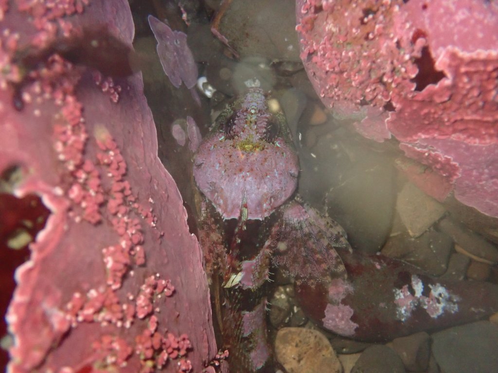 smoothhead sculpin, tidepooling log, moss beach, central Ca tidepooling, nudibranchs, sea slugs