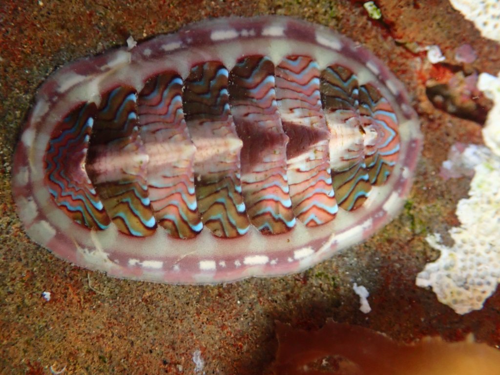 flame lined chiton, tidepooling log, moss beach, central Ca tidepooling, nudibranchs, sea slugs