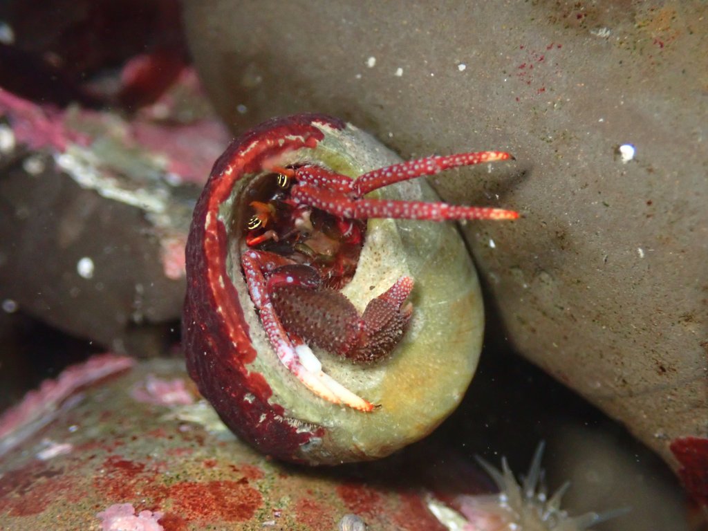 maroon hermit crab, tidepooling log, moss beach, central Ca tidepooling, nudibranchs, sea slugs