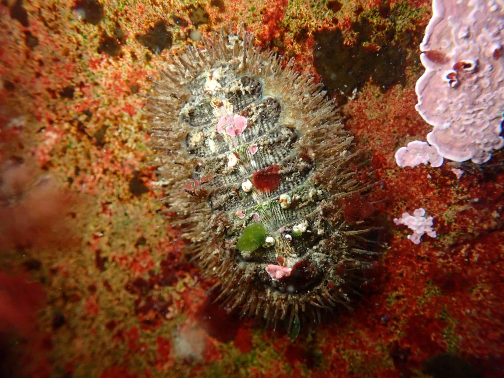 mossy chiton, tidepooling log, moss beach, central Ca tidepooling, nudibranchs, sea slugs