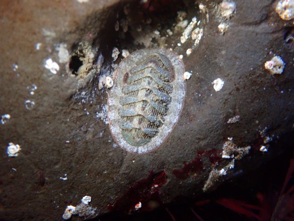 cooper's chiton, tidepooling log, moss beach, central Ca tidepooling, nudibranchs, sea slugs