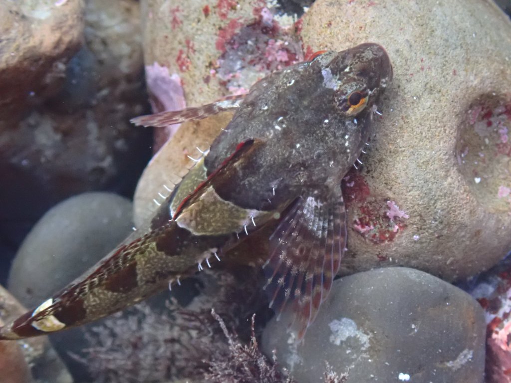 tide pool sculpin, tidepooling log, moss beach, central Ca tidepooling, nudibranchs, sea slugs