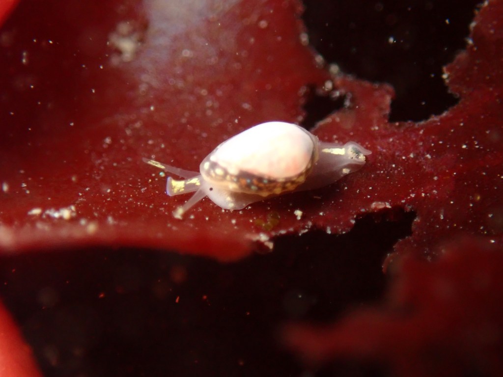 pear marginella, tidepooling log, moss beach, central Ca tidepooling, nudibranchs, sea slugs