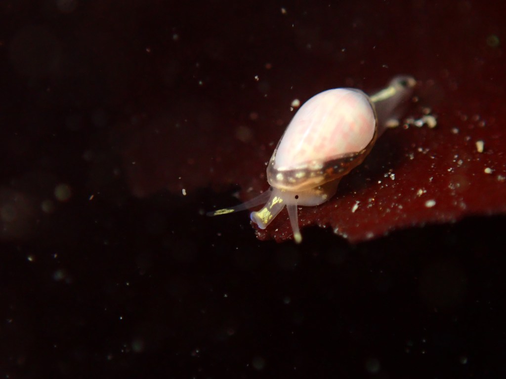 pear marginella, tidepooling log, moss beach, central Ca tidepooling, nudibranchs, sea slugs