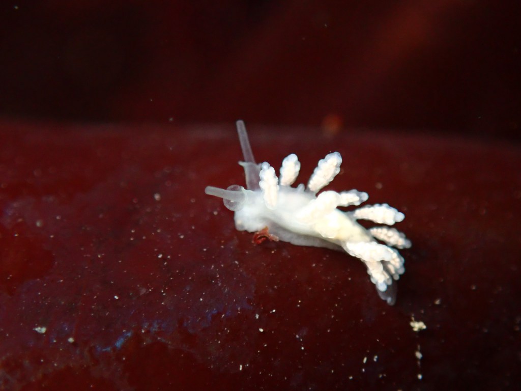 hammerhead doto, tidepooling log, moss beach, central Ca tidepooling, nudibranchs, sea slugs