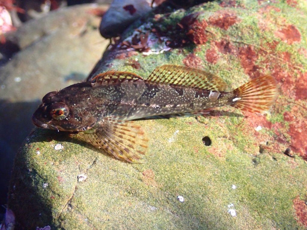 tide pool sculpin, tidepooling log, moss beach, central Ca tidepooling, nudibranchs, sea slugs