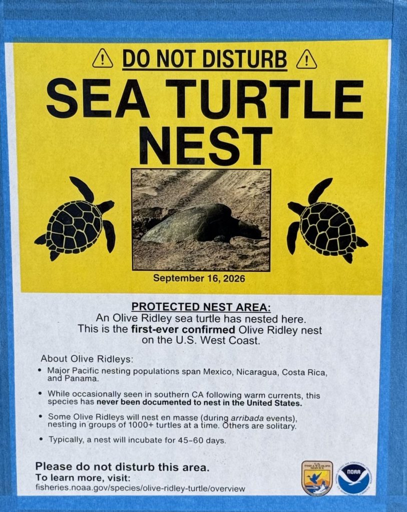 sea turtles, sea turtle nesting, sea turtle nesting in California, olive Ridely's sea turtle,  nests, tide pooling, beach combing