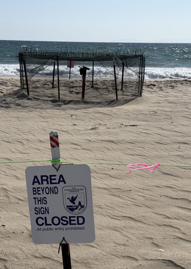 sea turtles, sea turtle nesting signs, sea turtle nesting in California, olive Ridely's sea turtle, nests, tide pooling, beach combing