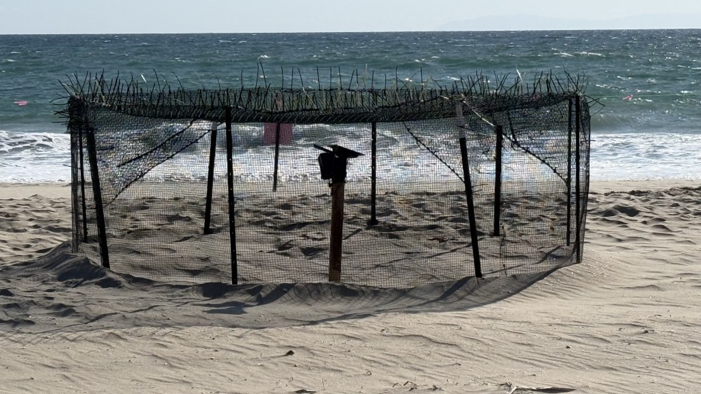 sea turtles, sea turtle nesting nets and fences, sea turtle nesting in California, olive Ridely's sea turtle, nests, tide pooling, beach combing